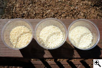 The three ½ cup samples, from left to right, Bomba, Calasparra and La Marjal.
